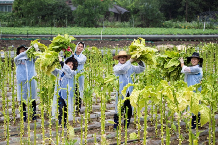  KT&G 원료본부 및 김천공장 임직원들은 24일 문경시 가은읍의 잎담배 농가를 방문해 수확 봉사활동을 진행했다.